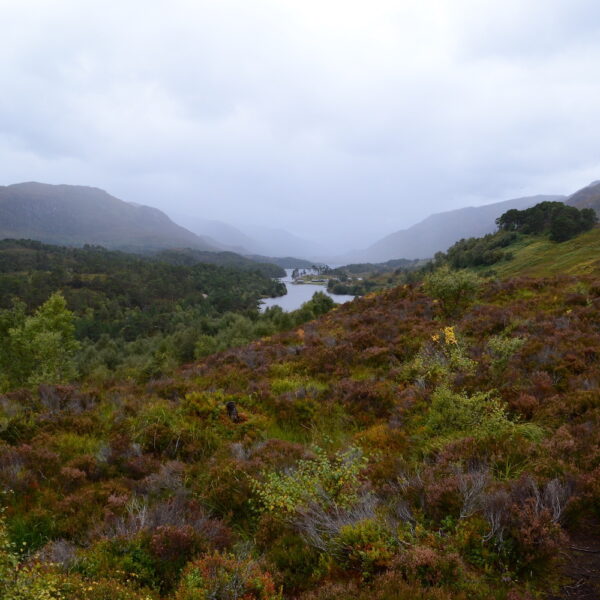 Glen Affric